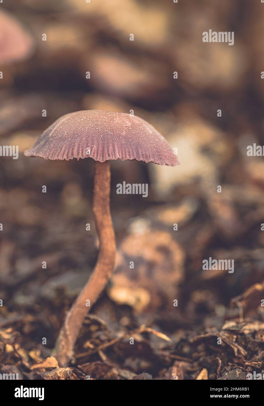 'Amethyst Deceiver' mushroom growing in the ancient Piddington woodland, Oxfordshire. Stock Photo