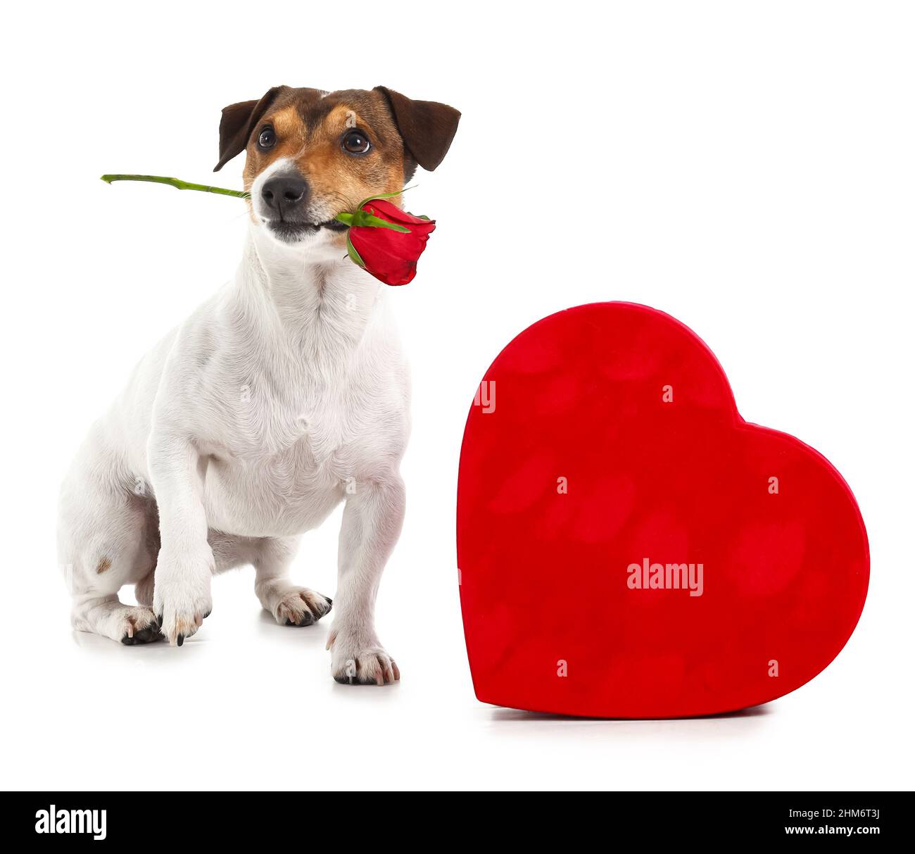 jack russell terrier in regalo