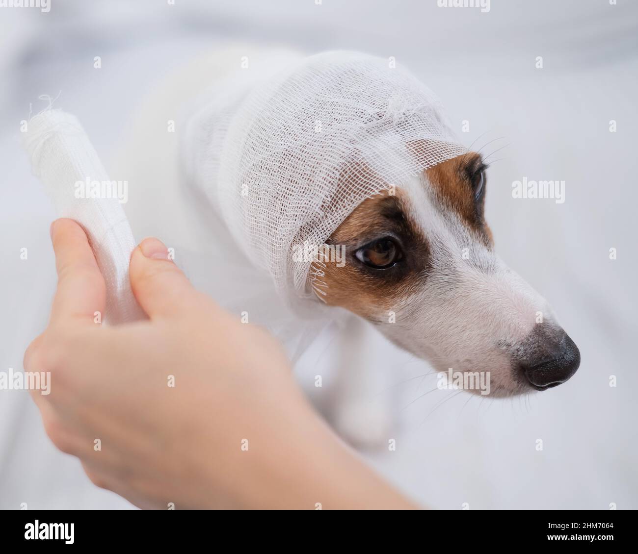 Gauze wraps hi-res stock photography and images - Alamy - Gauze Wrapped Around Dog'S Head