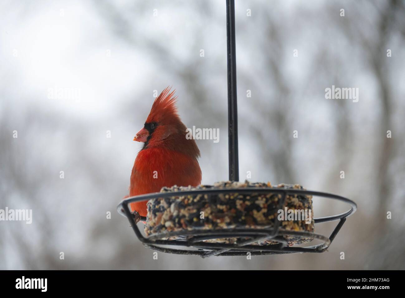 Male cardinal bird on feeder with copy space Stock Photo