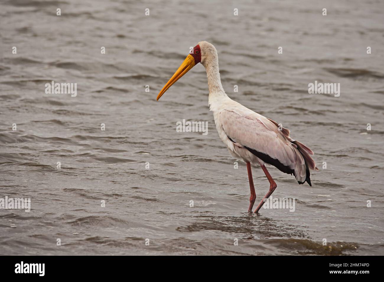 Yellow-billed Stork (Mycteria ibis) 13777 Stock Photo