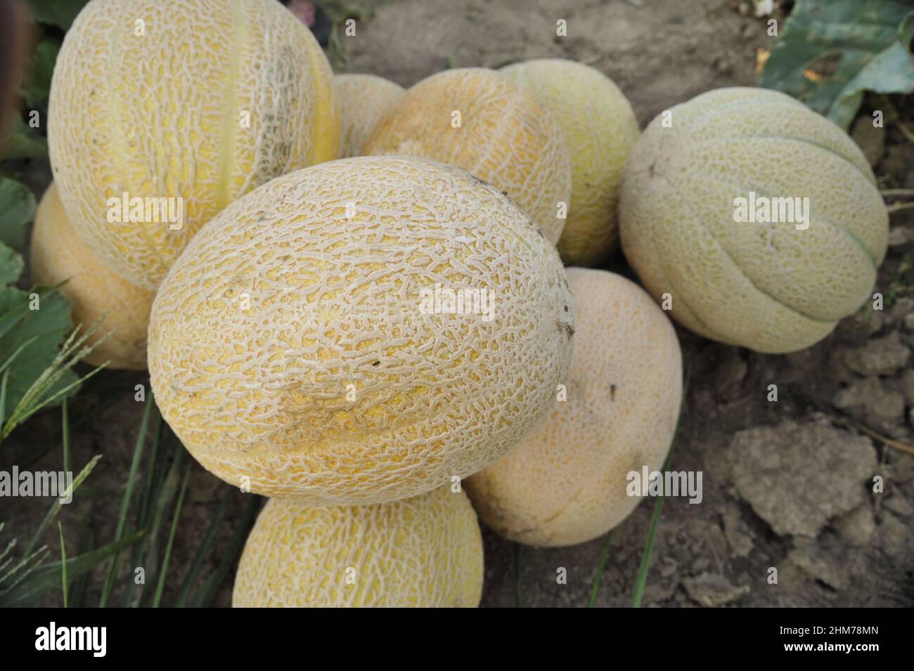 Close-up shot of Freshly picked ripe cantaloupes in a garden Stock Photo