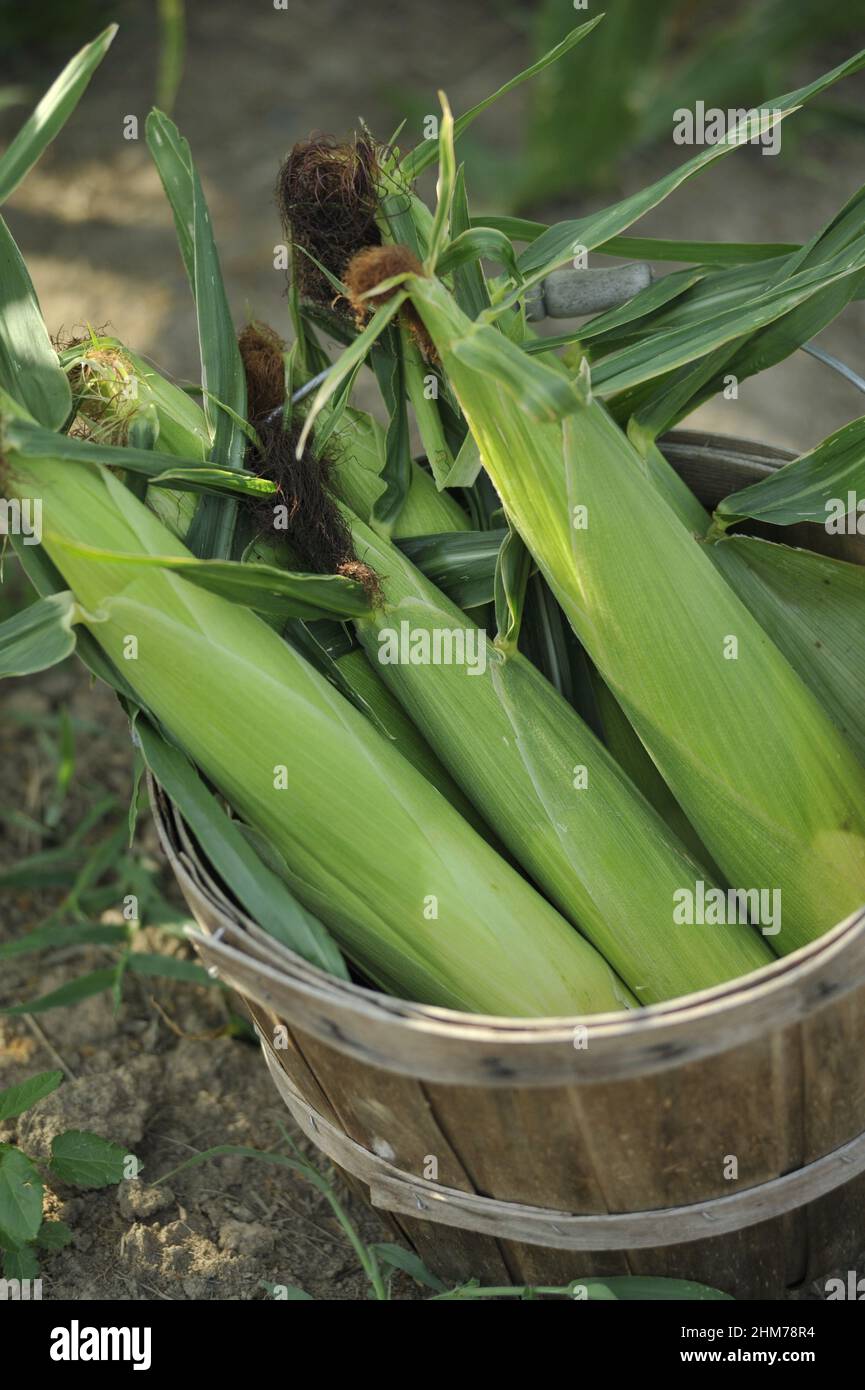 Close-up shot of a freshly picked sweet corn from the garden in a wooden bucket Stock Photo