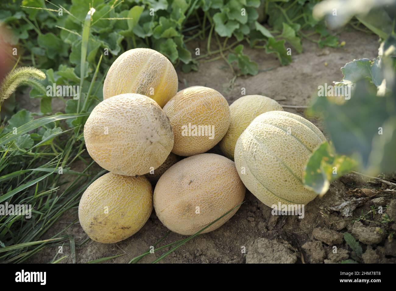 Close-up shot of freshly picked ripe cantaloupes in a garden Stock Photo