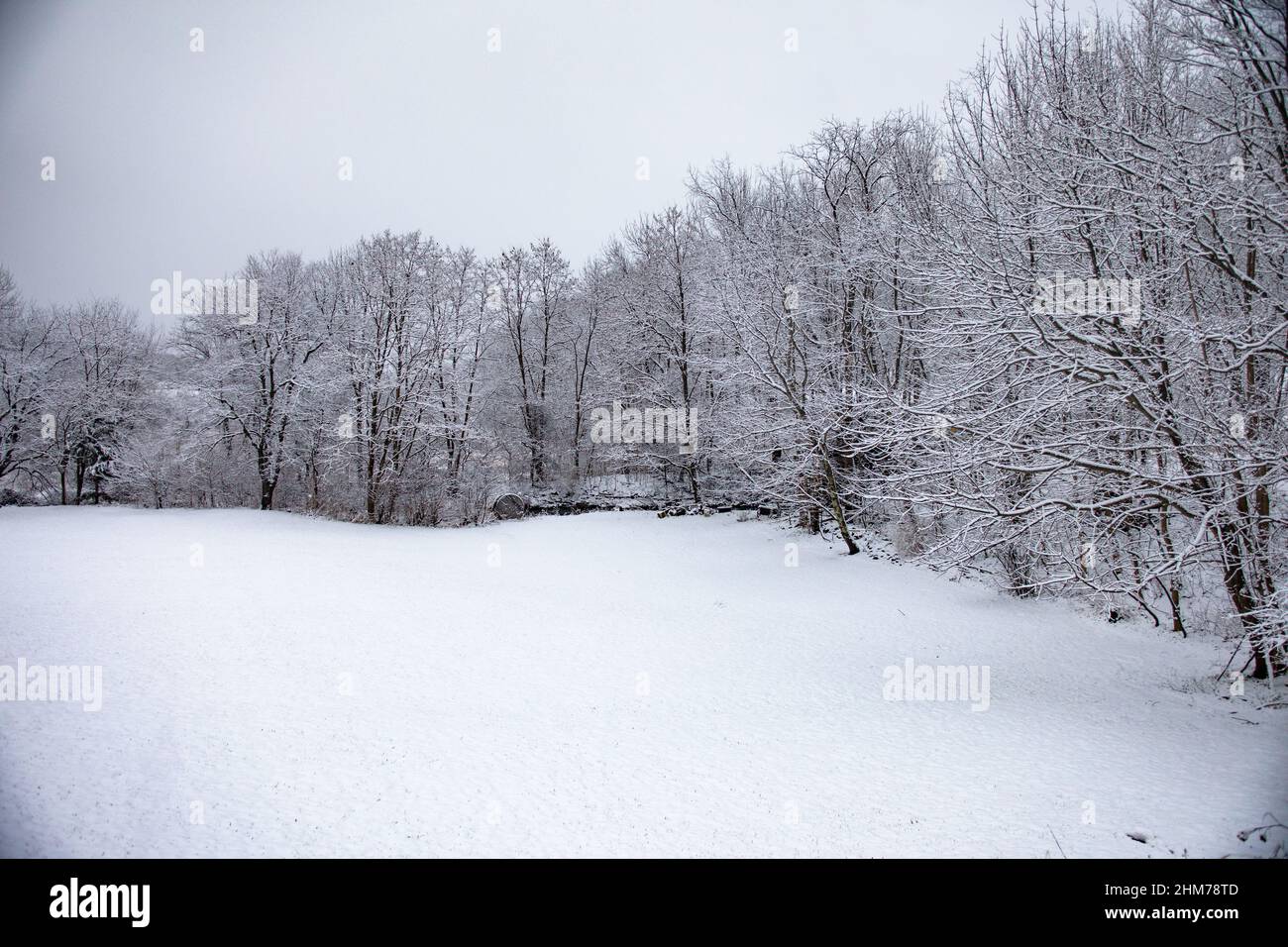 Chilling view of the winter forest in countryside Stock Photo - Alamy