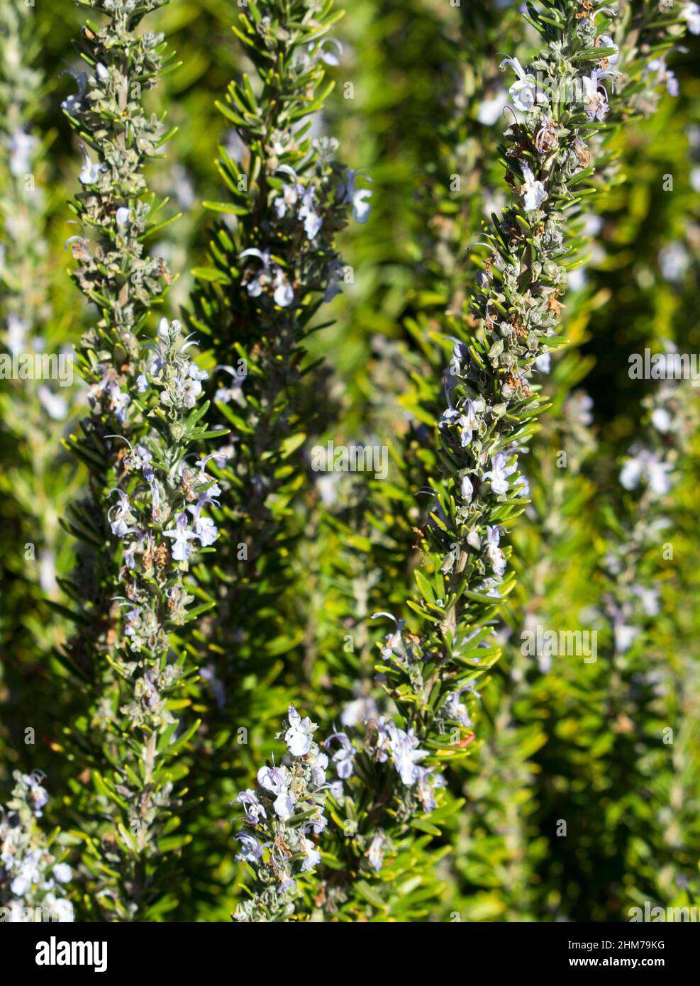 Rosemary, Rosmarinus officinalis,a member of mint family Lamiaceae, is