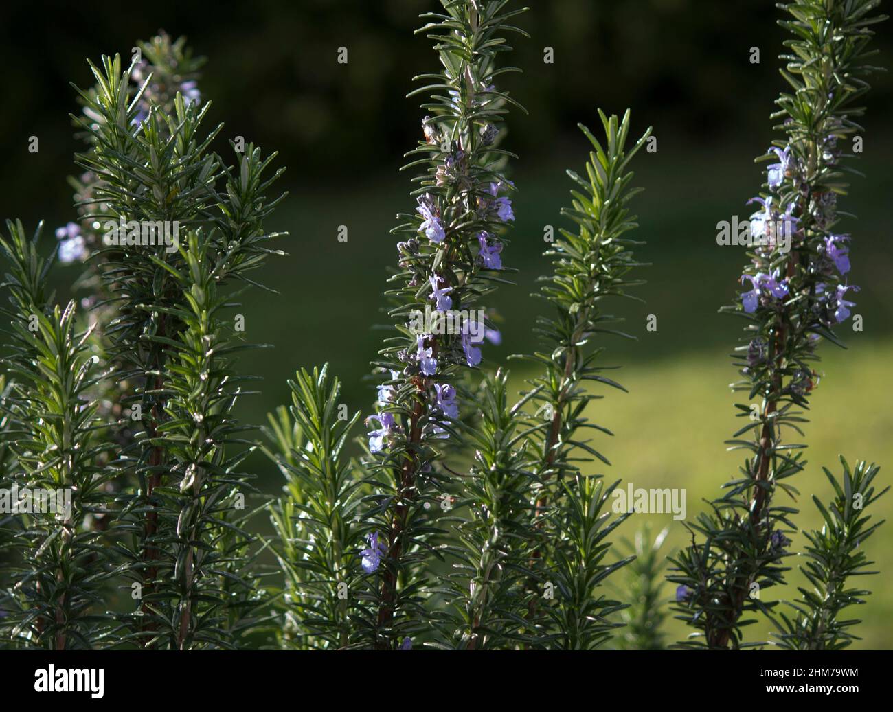 Rosemary, Rosmarinus officinalis,a member of mint family Lamiaceae, is