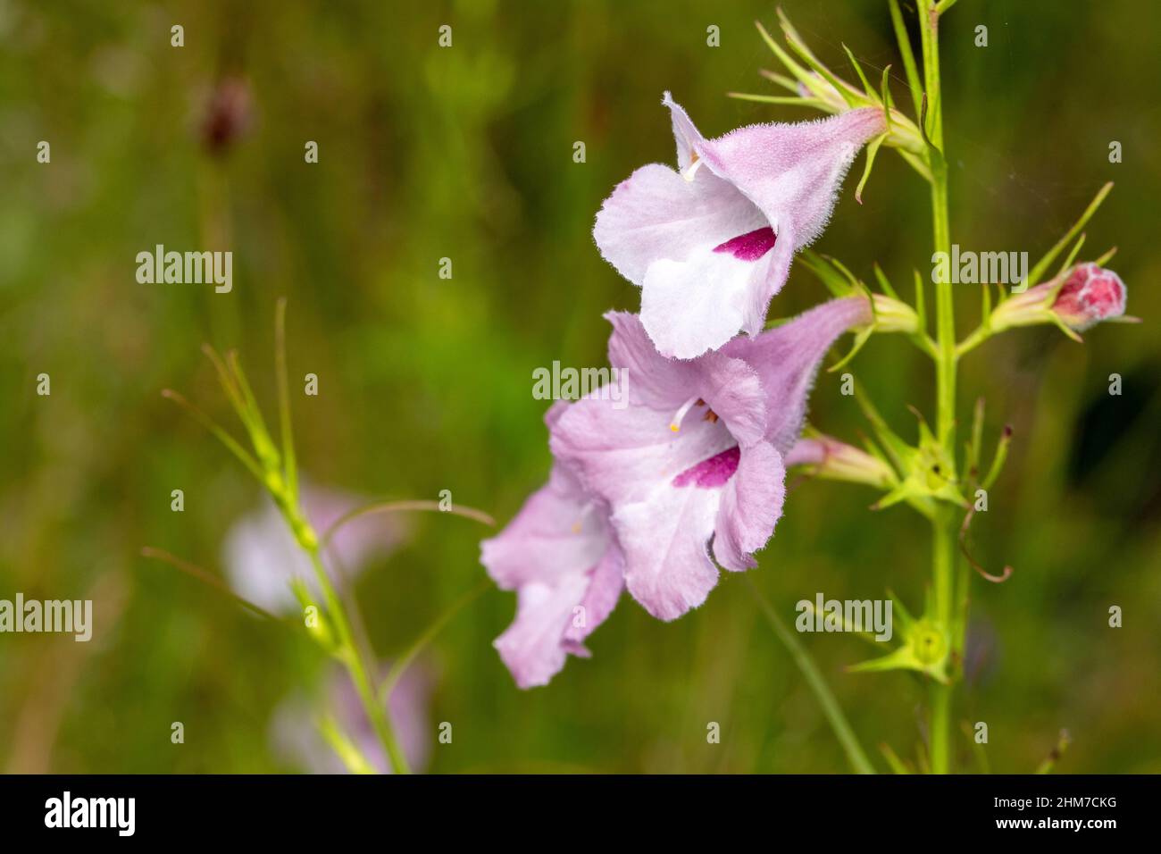 Trumpet flower, Eucodonia verticillata, Satara, Maharashtra, India Stock Photo