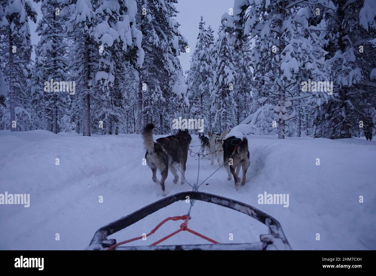 Dog sled team Stock Photo