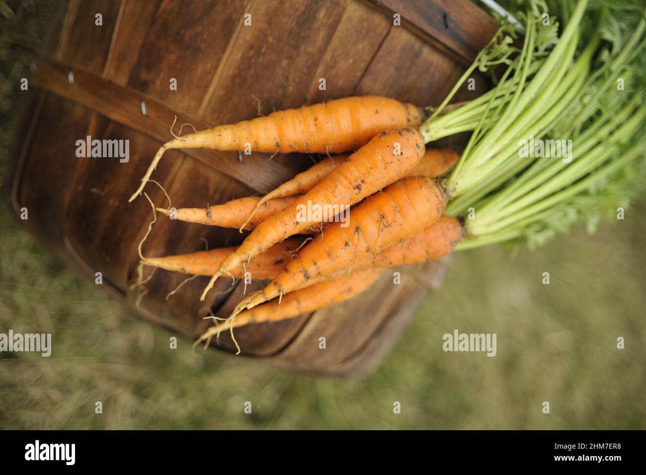 Close-up shot of a freshly picked carrots in a wooden bucket in the garden Stock Photo