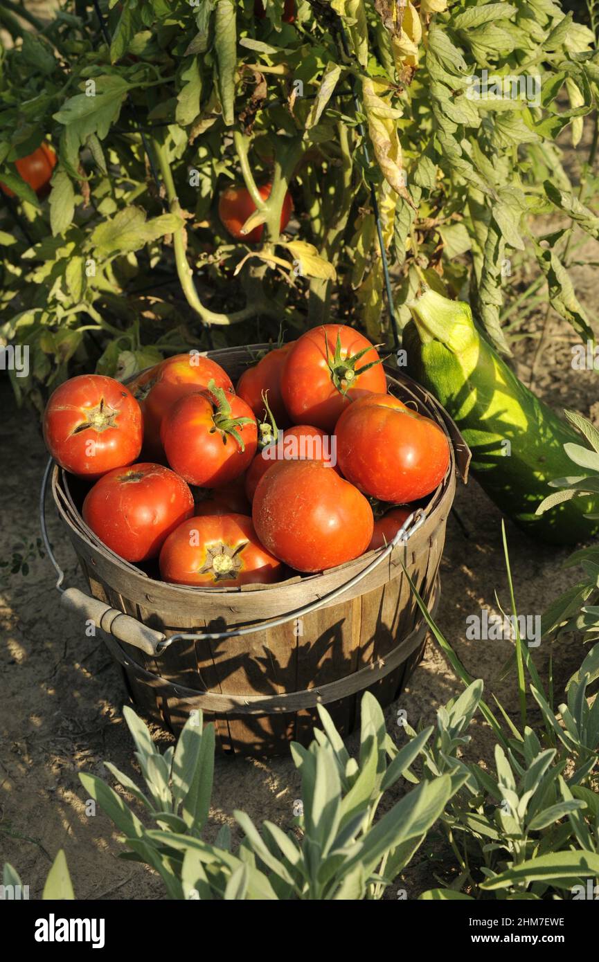 Close-up shot of a freshly picked tomatoes in a wooden bucket in the garden on a sunny day Stock Photo