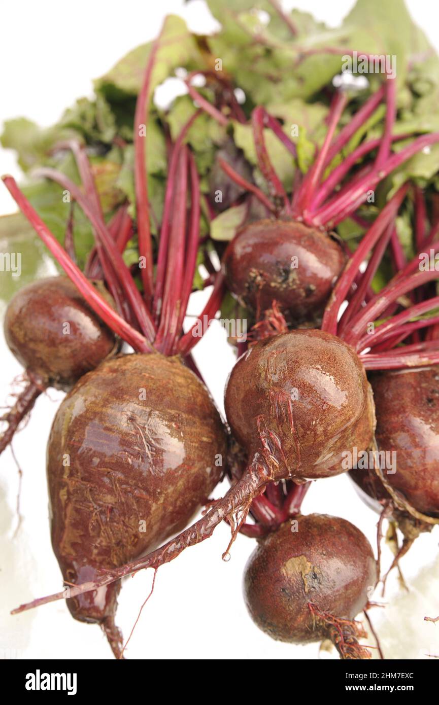 Close-up shot of a freshly picked beets from the garden Stock Photo