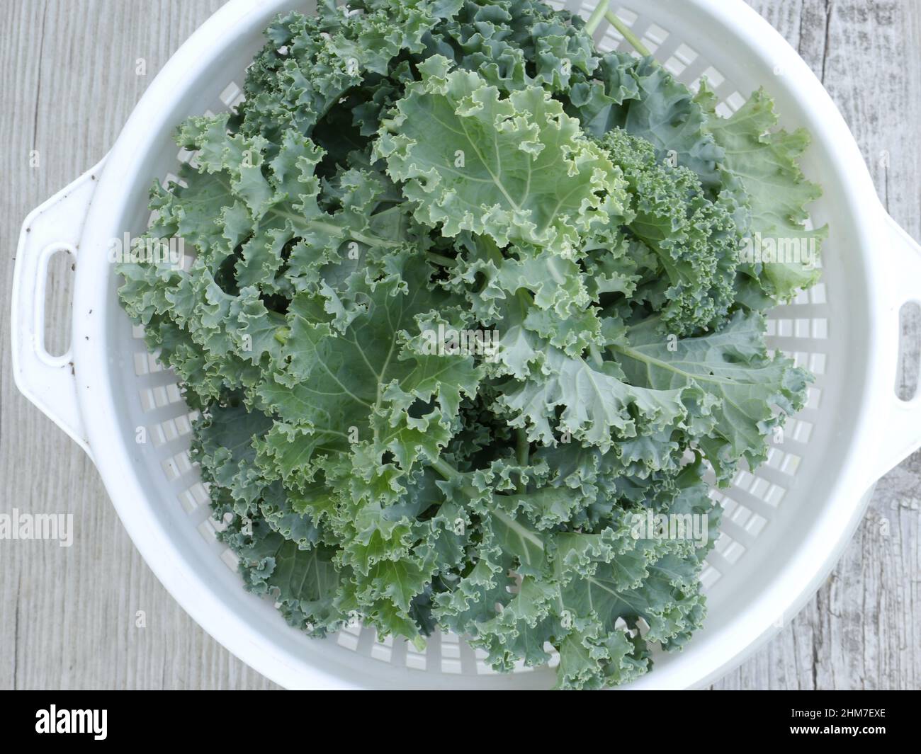 Close-up top view shot of a freshly picked kale from the garden in a white plastic strainer Stock Photo