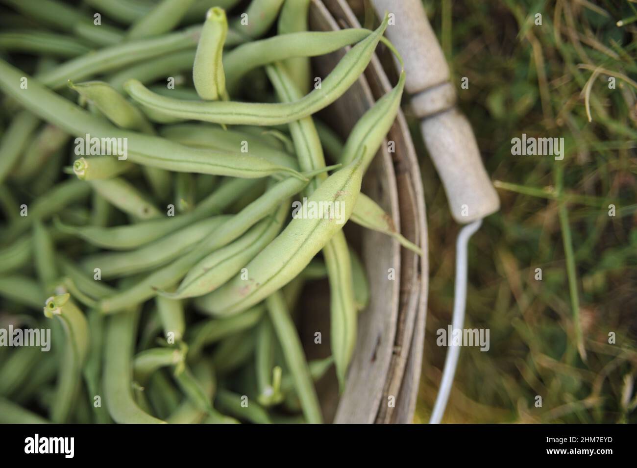Close-up top view of freshly picked green beans in a bucket in the garden Stock Photo