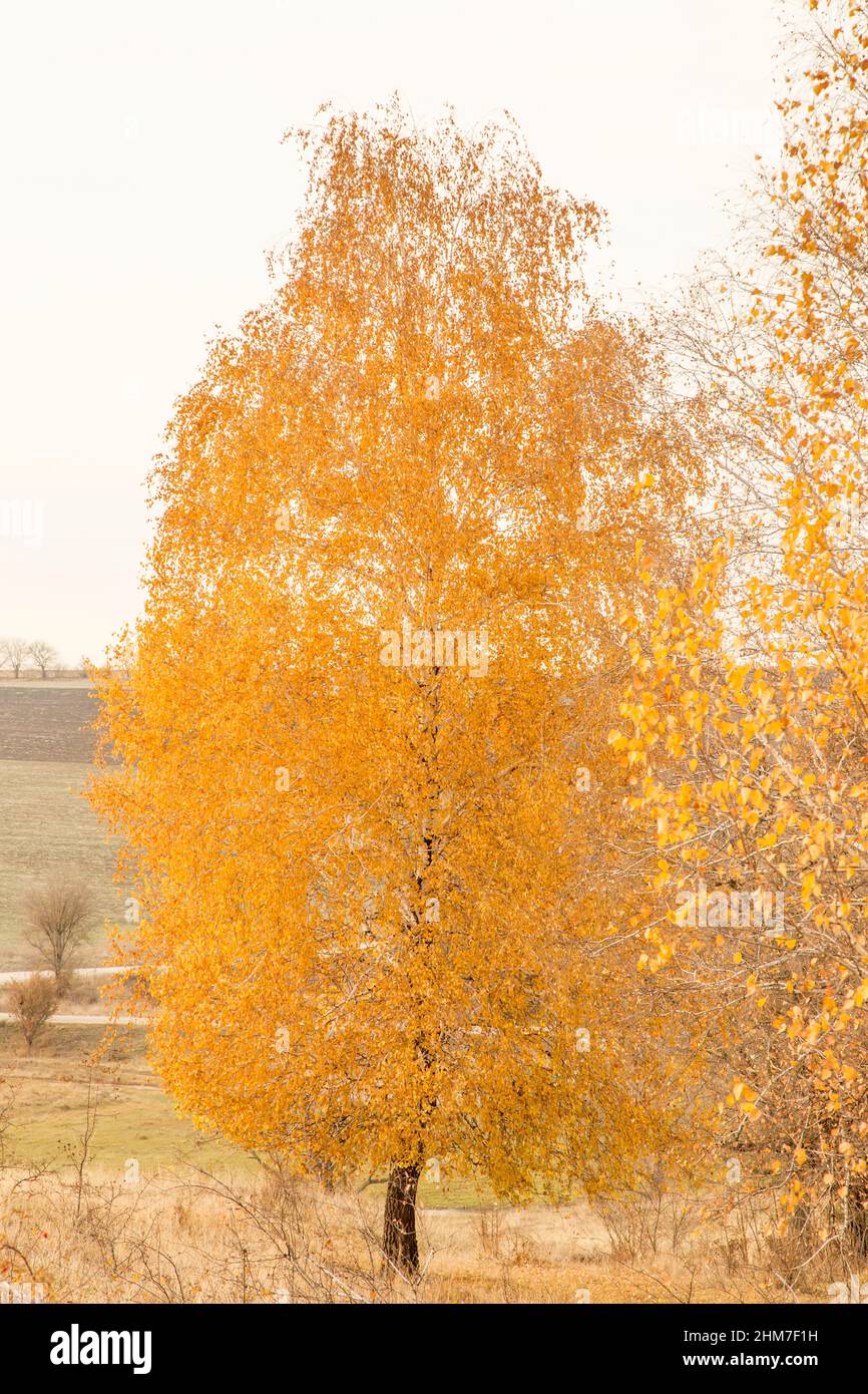Birch tree in gold yellow leaves in an autumn landscape Stock Photo - Alamy