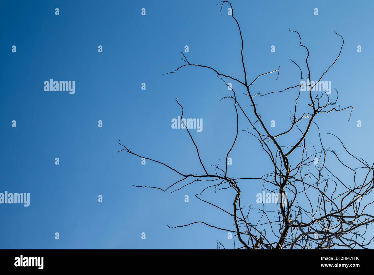 Dry tree branches over blue hi-res stock photography and images - Alamy