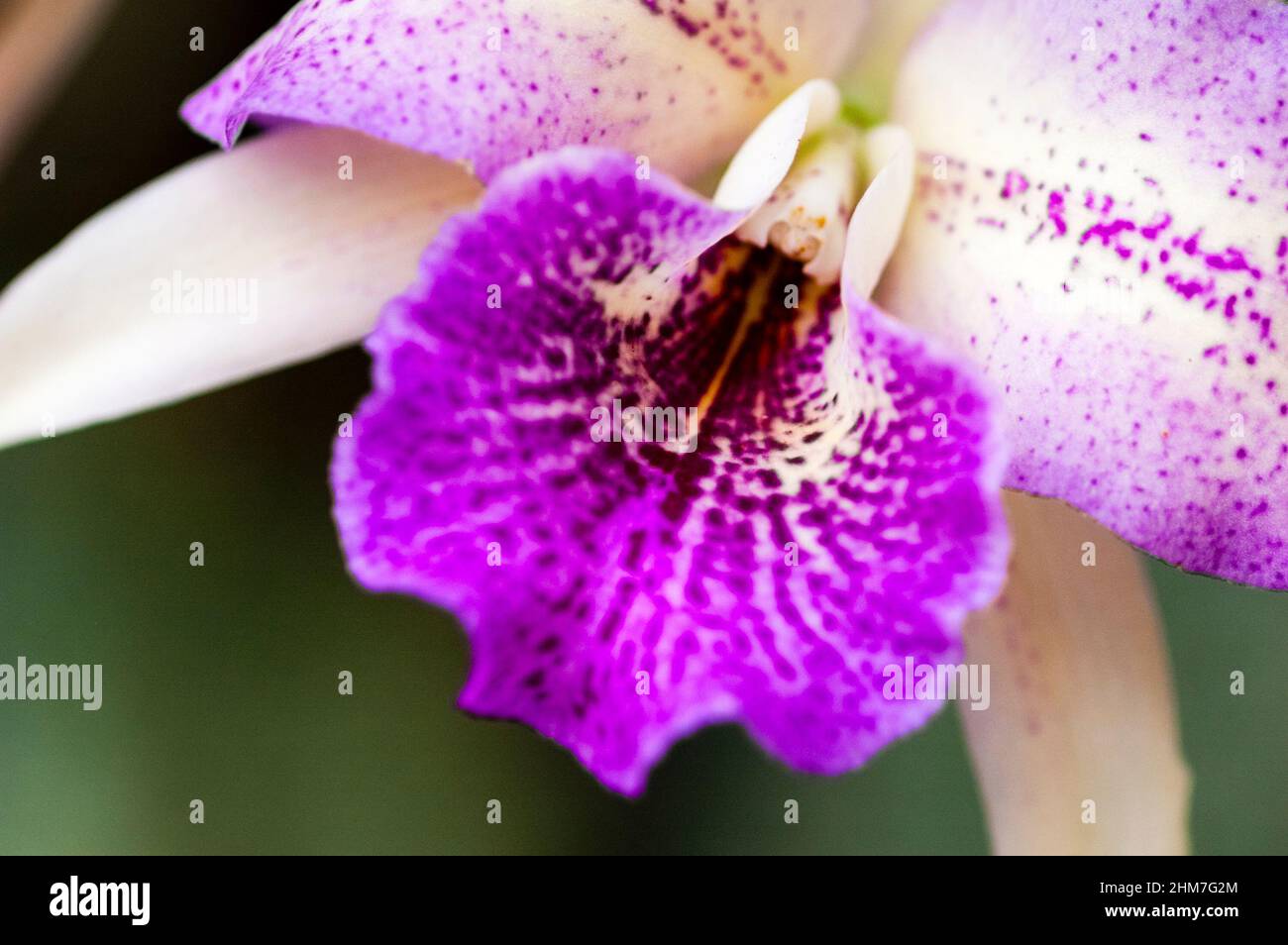The captivating and coveted orchid flower at the Baltimore Conservatory