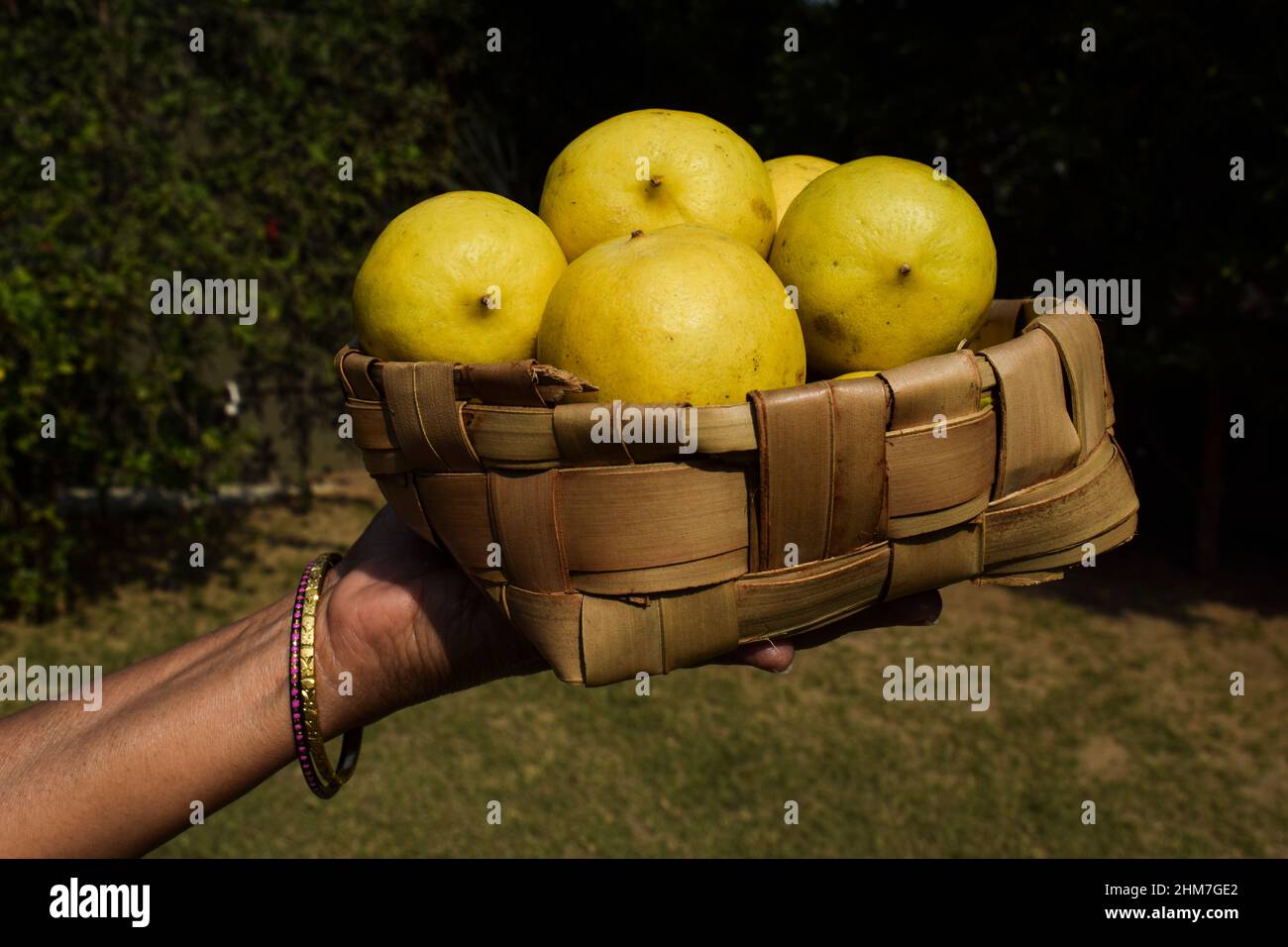 Female holding Fresh Lemon fruits heap stacked in wicker basket