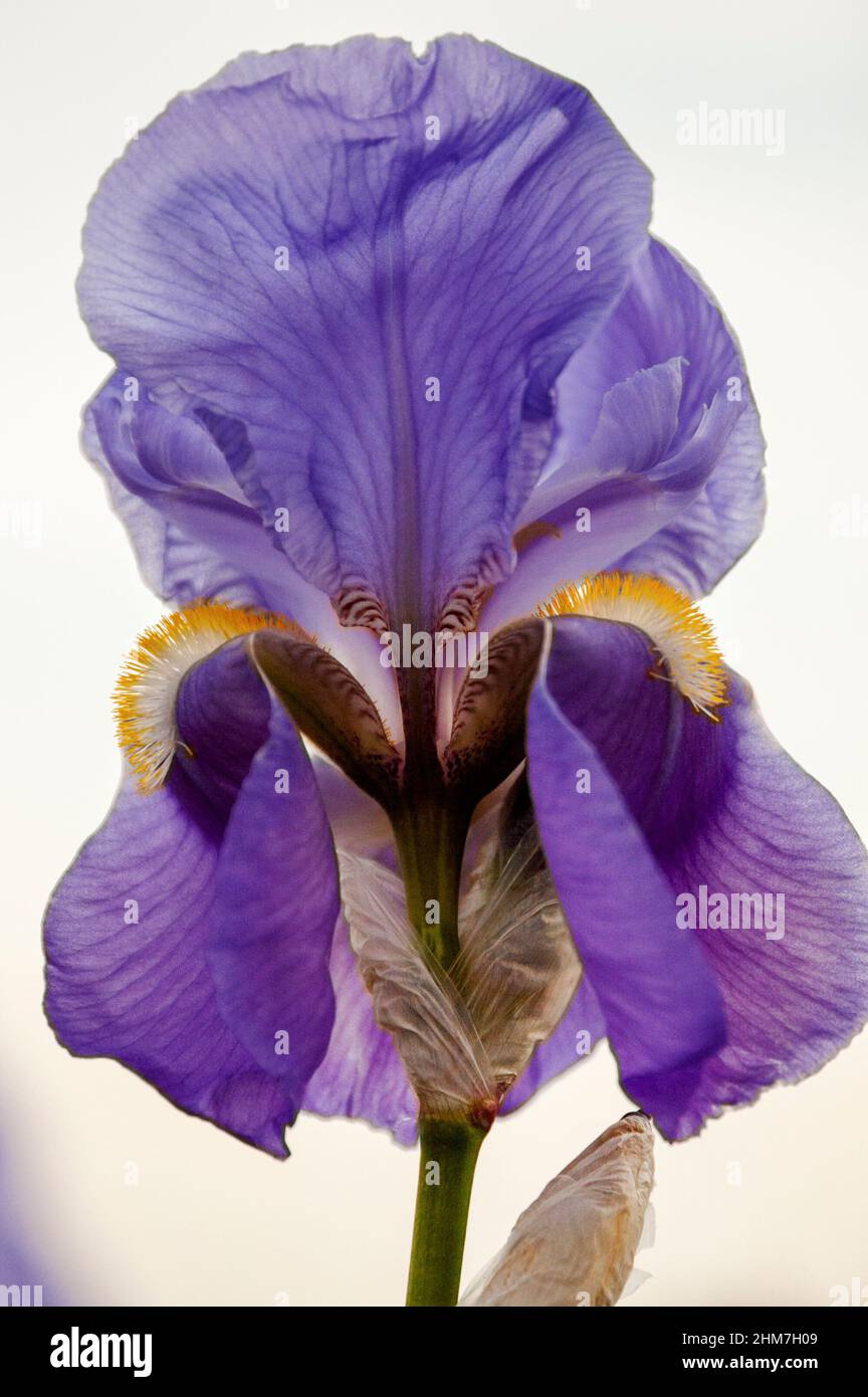 Heirloom Purple Bearded Iris. Stock Photo