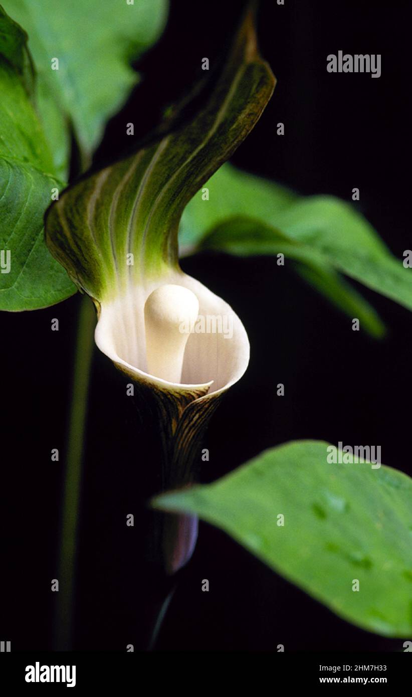 Woodlands green and brown stripped hooded Jack-in-the-pulpit is a intriguing blossom of a woodland perennial that likes shade and moist rich soil. Stock Photo