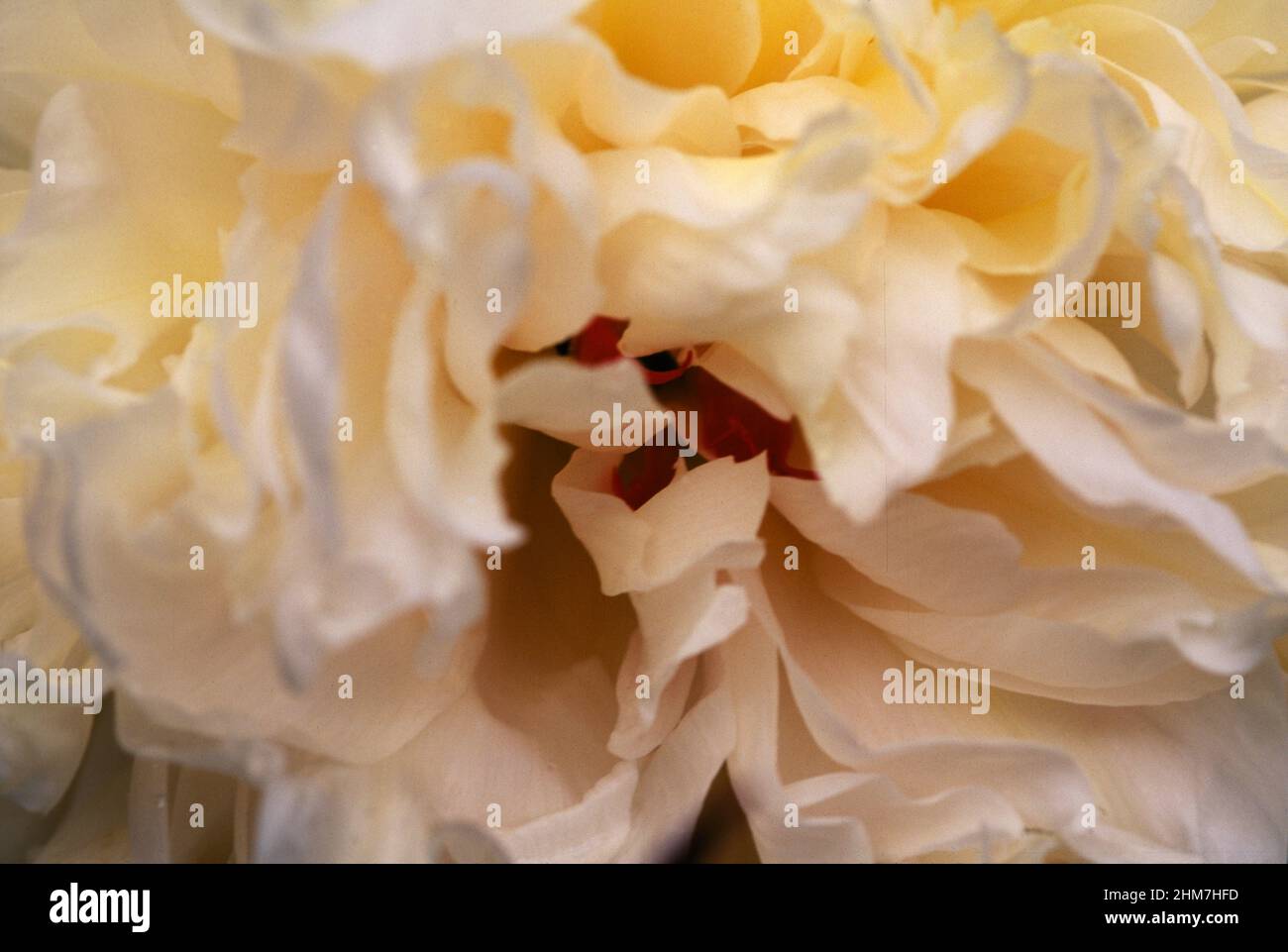 Paeonia with large flowers in early Spring. Stock Photo