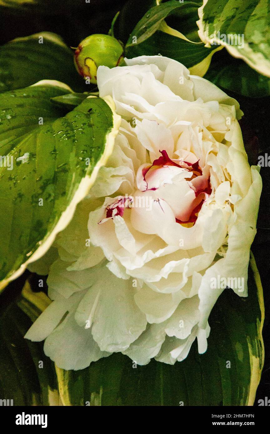 Paeonia with large flowers in early Spring. Stock Photo