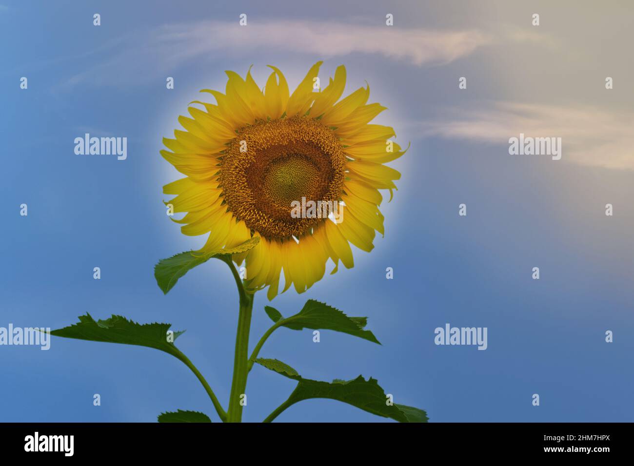 Yellow Sunflower Isolated On White Background Stock Photo - Alamy