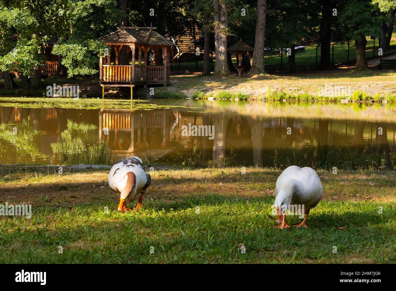 goose on the pond in park. landscape with white birds near the tree on the grassy shore. beautiful outdoors background. green nature in summer Stock Photo