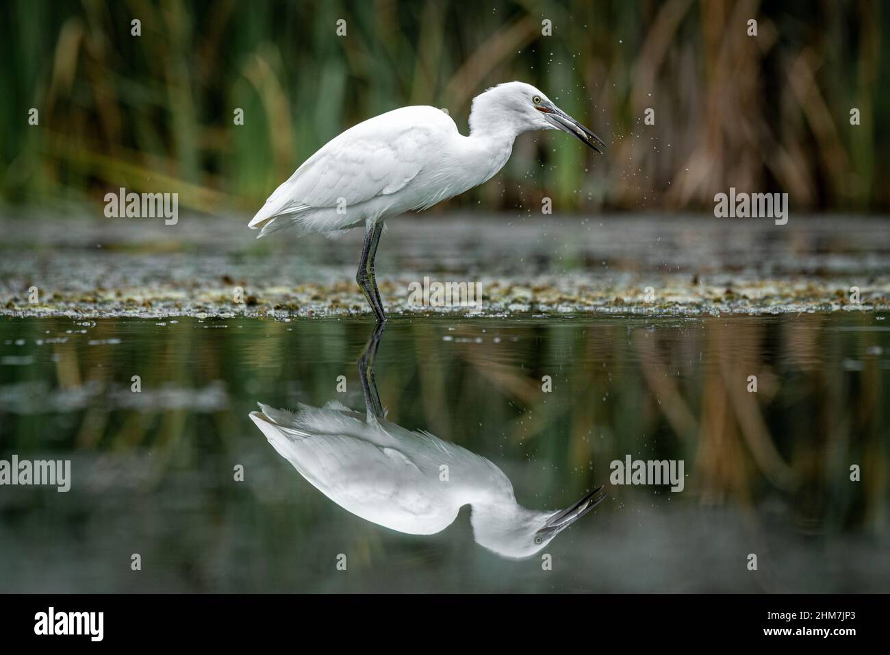 A egret, Egretta garzetta, fishing on a pool. It has caught a fish and shaking its head, It is reflected in the water Stock Photo