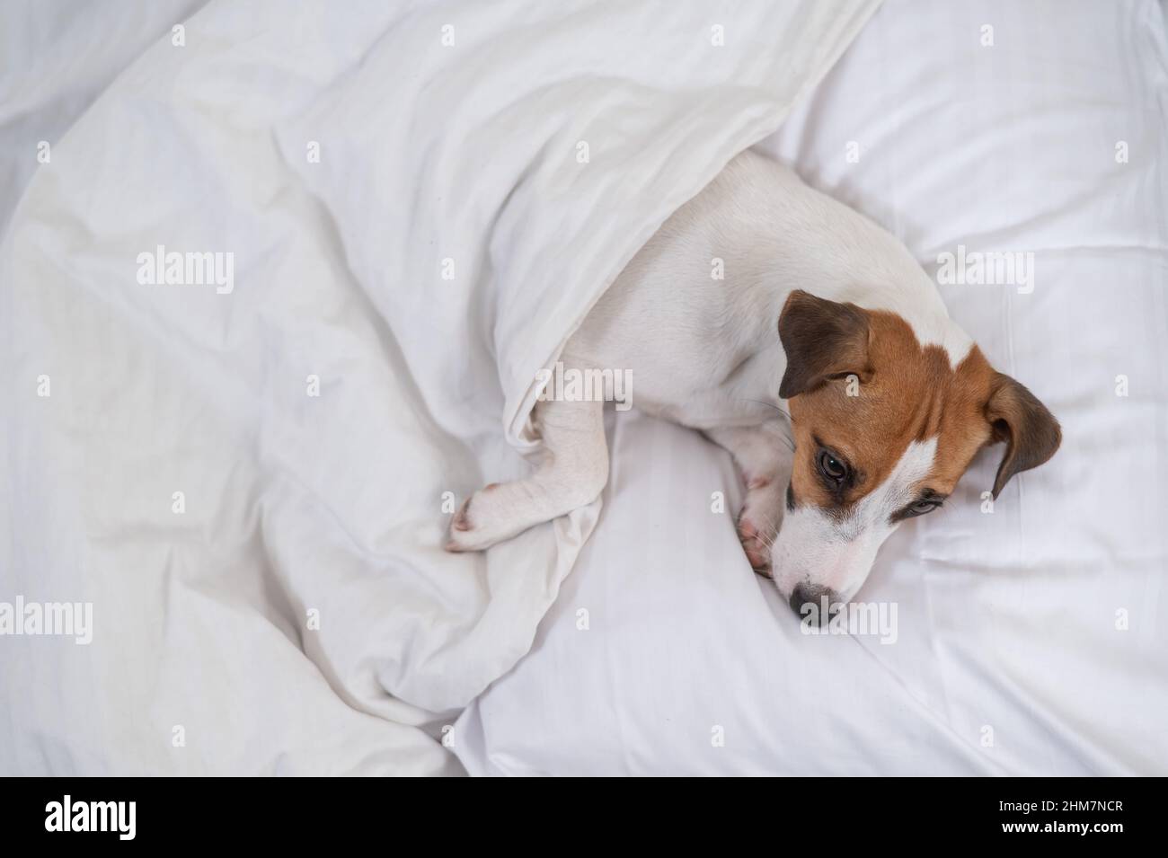Jack Russell Terrier dog lies in bed under the covers. The pet sleeps