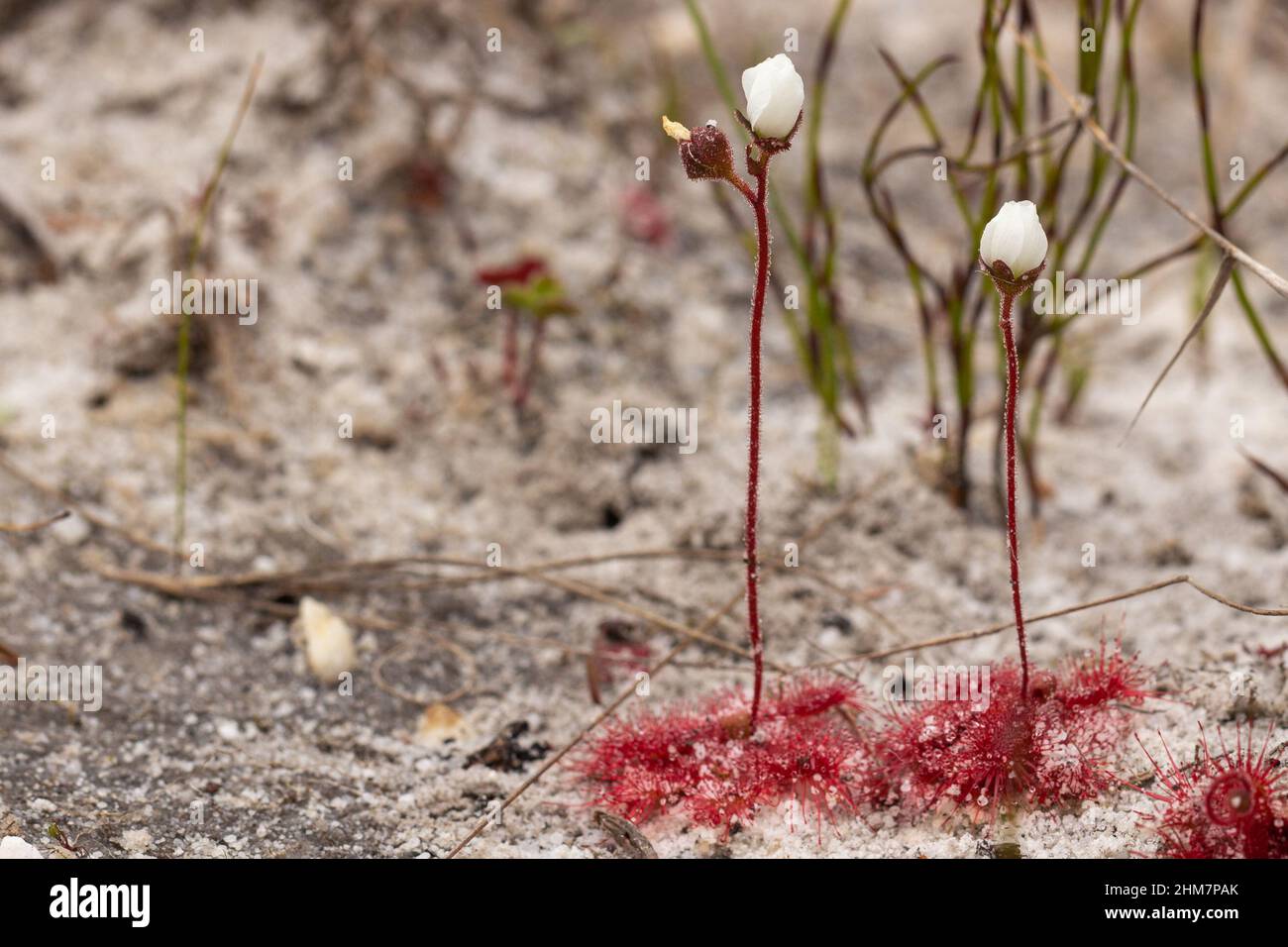 Two flowering plants of Drosera trinervia (a Sundew) seen south of Cape Town in the Western Cape of South Africa Stock Photo