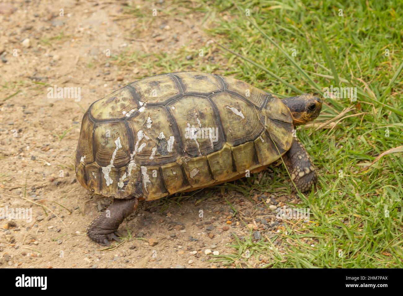 Chersina angulata (Red-belly tortoise) seen on the Cape of Good Hope ...