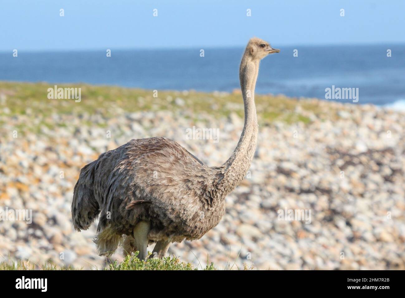 Common Ostrich at the Cape of Good Hope in the Western Cape of South Africa Stock Photo