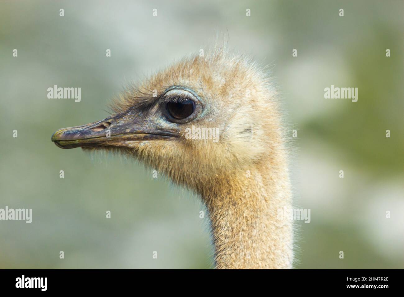 Head of a common ostrich at the Cape of Good Hope in the Western Cape of South Africa Stock Photo