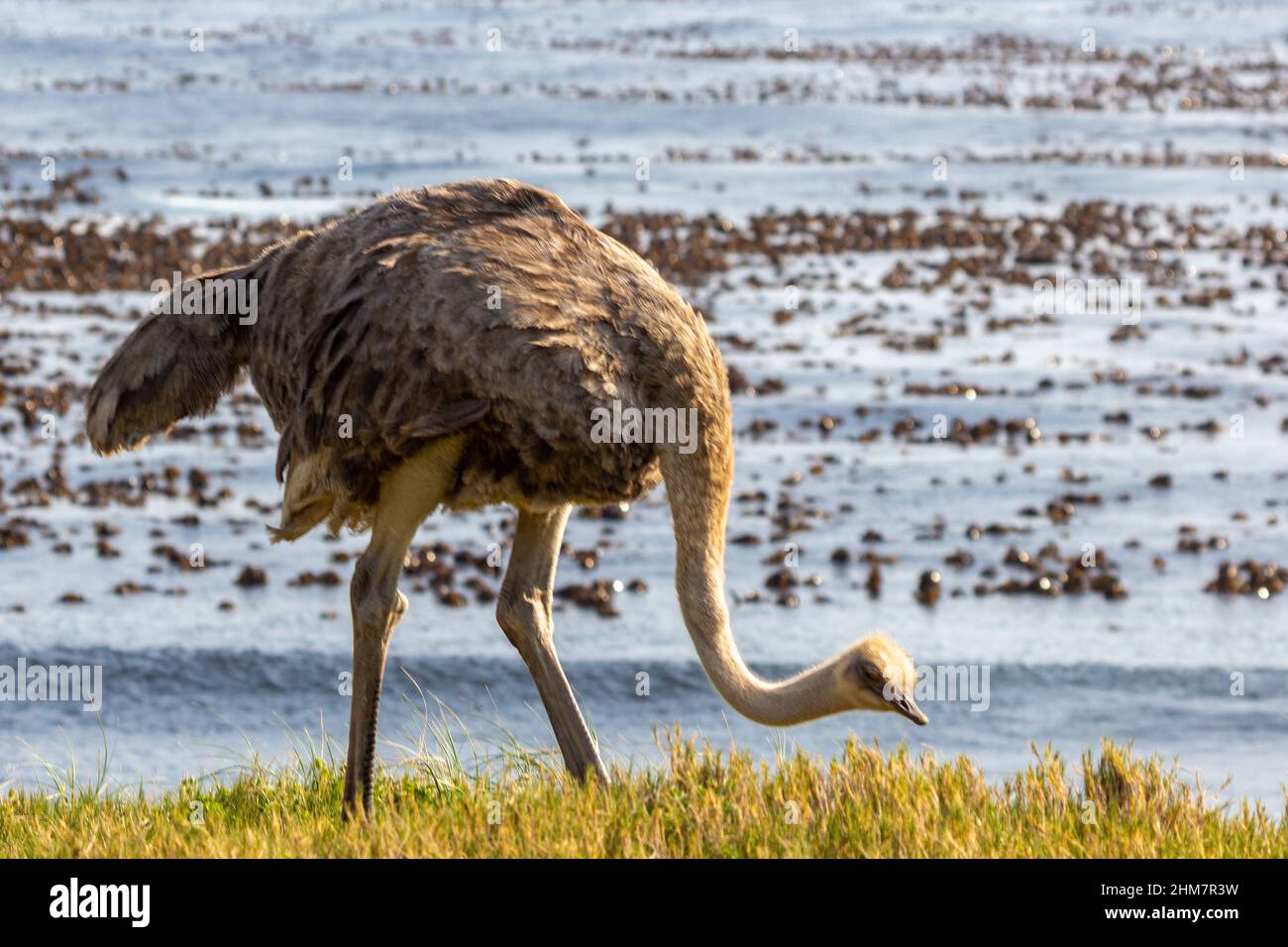South African Wildlife: Common Ostrich south of Cape Town, Western Cape of South Africa Stock Photo