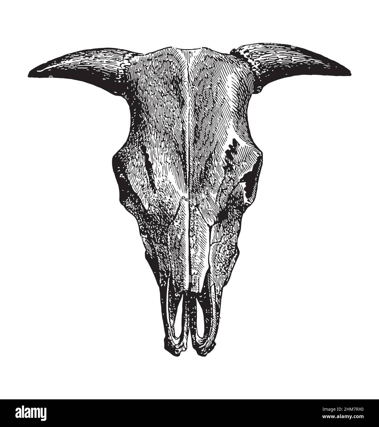 cattle bull cow skull ink print etching front view detailed vector illustration isolated on white background Stock Vector