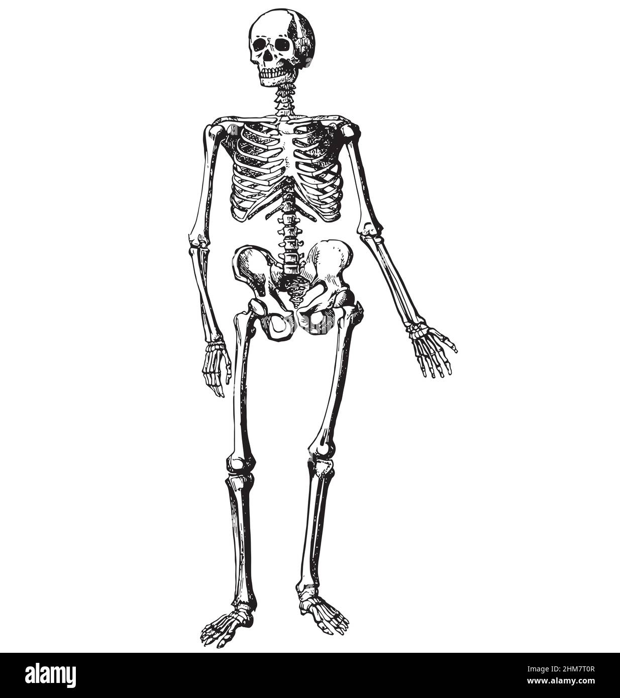 vintage human skeleton ink print etching side view detailed vector