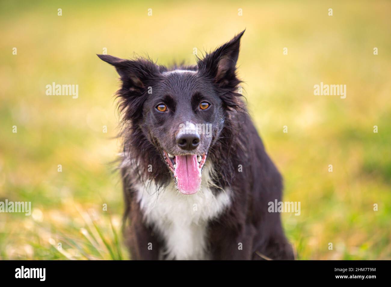 Dod obedience training. Full length of curious border collie dog looking focused ahead enjoying a sunny day and playing games with his master. Stock Photo