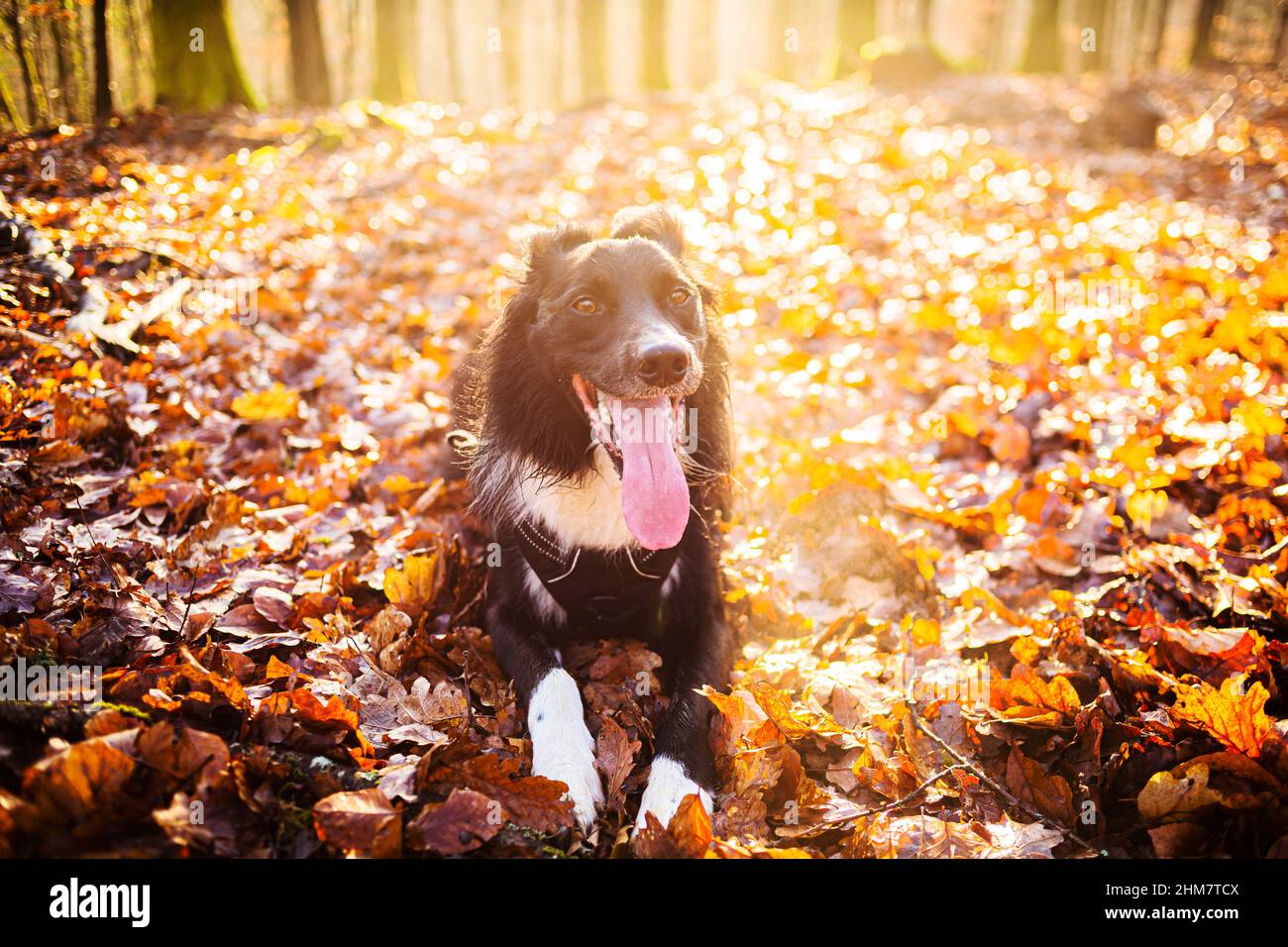 Dog in forest sitting down an looking to camera over morning sunrise. Border collie dog posing in the woods over a beautiful sunrise. Active life conc Stock Photo