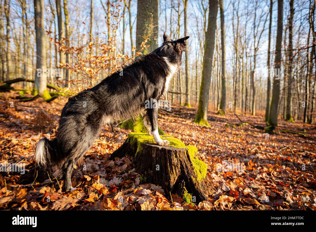 Dog in the forest on a log. Border collie dog sitting on a log looking away hearing something in the forest. Stock Photo