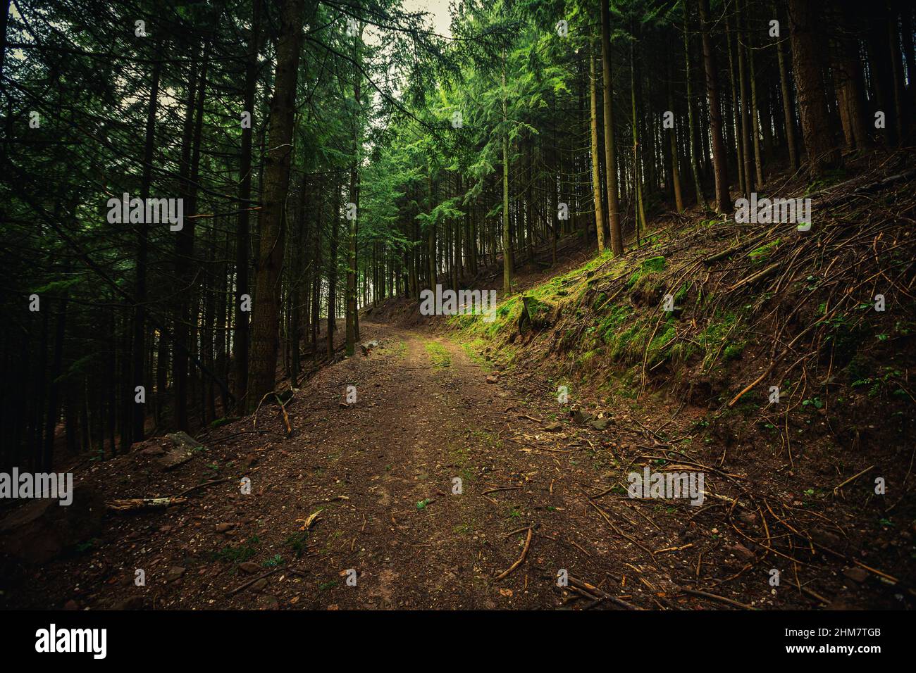 Hiking Trail in the forest. Hiking path  in  forest on a bright sunny day with tall pine trees, grass and moss. Stock Photo