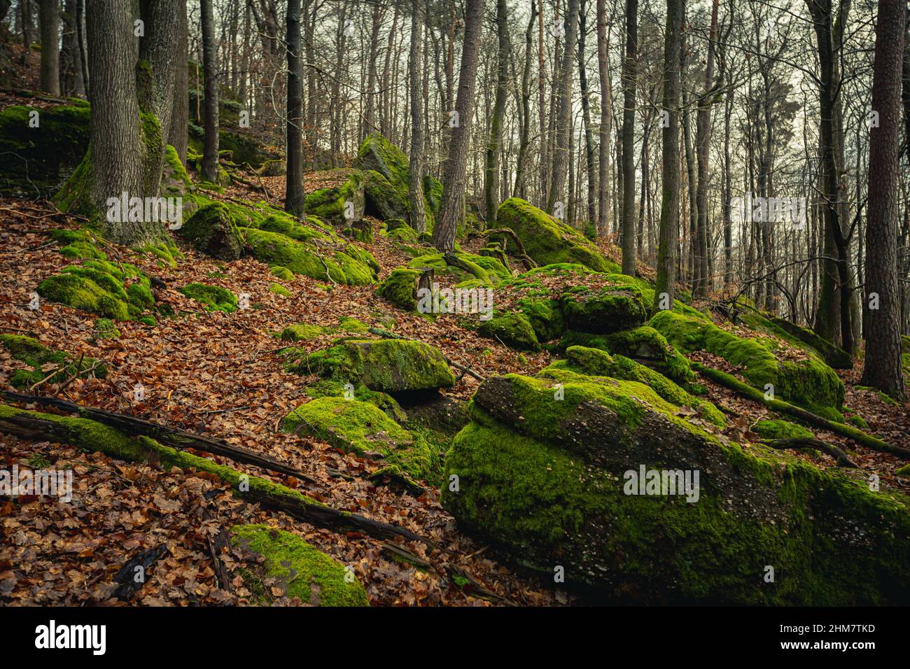 Hiking Trail in the forest. Hiking path between big stones in forest. Stock Photo