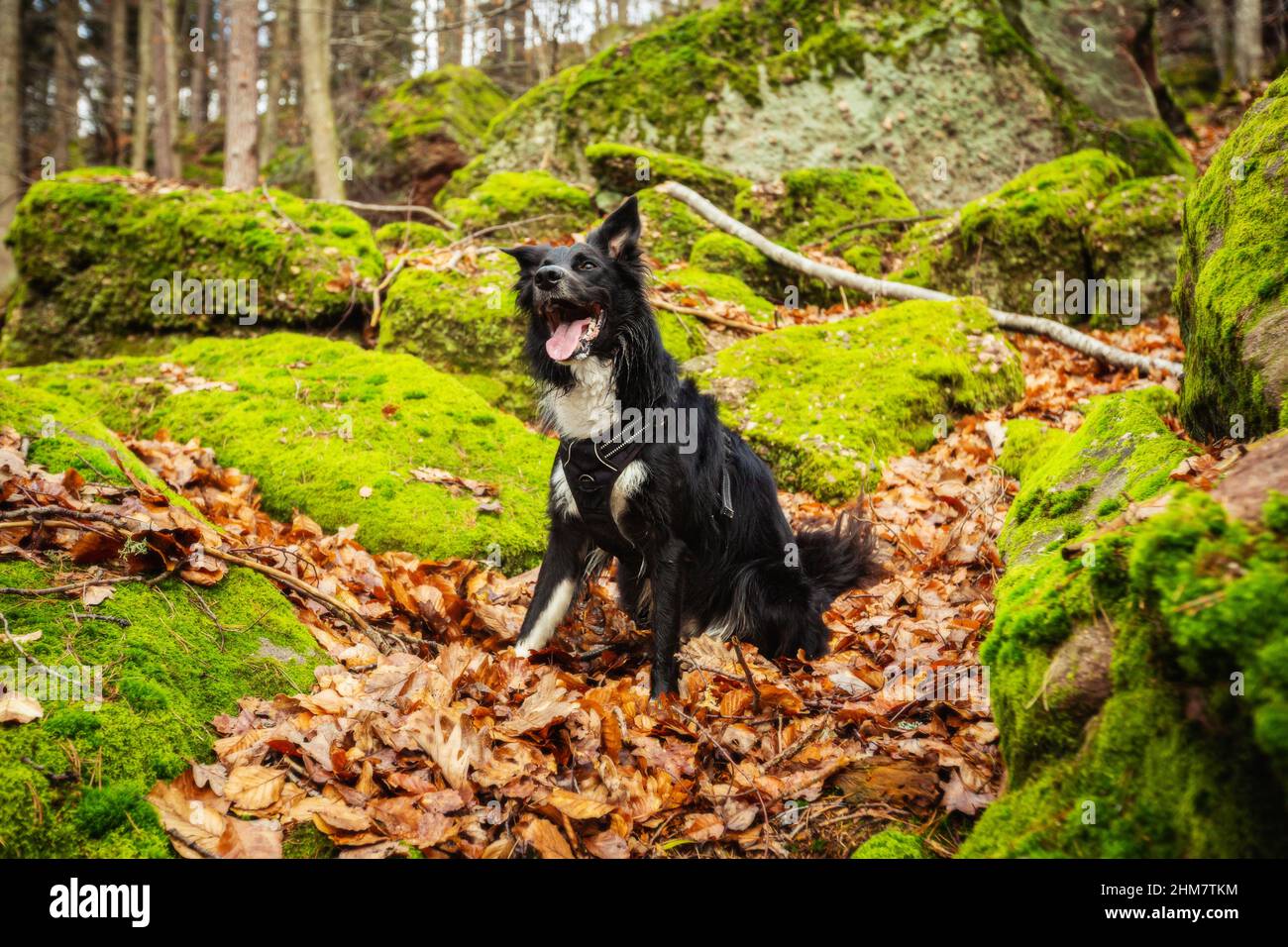 Happy Dog in forest sitting on a hiking path between big stones. Border collie dog posing in the woods . Stock Photo