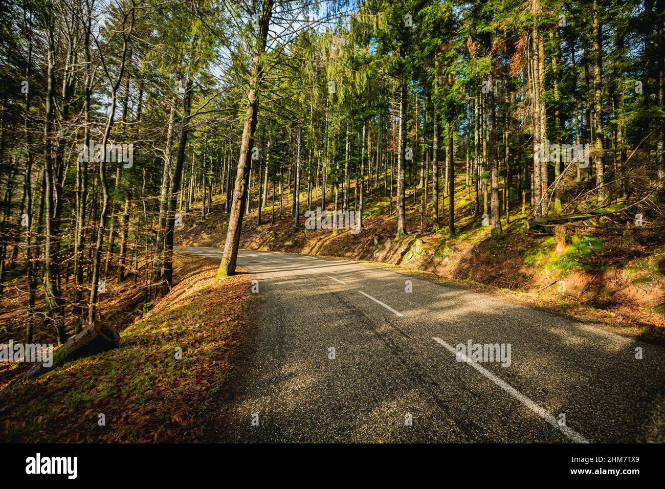 Road Through Green Forest, Trees, Pines. Landscape with empty asphalt road through the woods . Travel Stock Photo