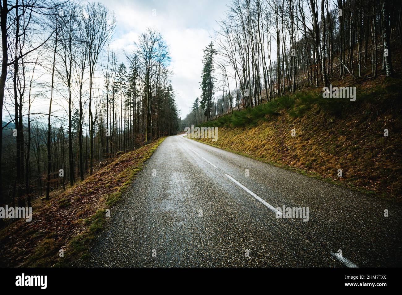 Road Through Green Forest, Trees, Pines. Landscape with empty asphalt ...