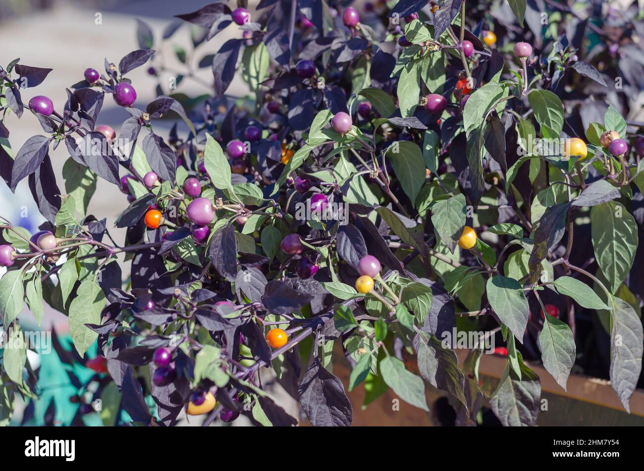 Lilac and yellow berries of nightshade on the branches of the plant. Close-up of nightshade seedlings at a farmer's street fair. Daytime. Selective fo Stock Photo