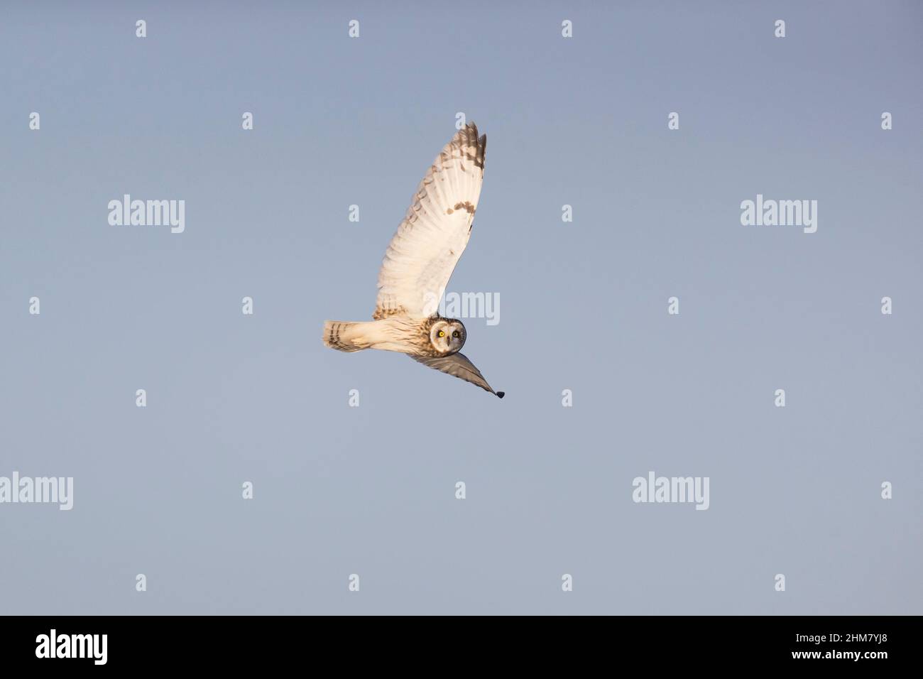 Short-eared Owl (Asio flammeus) adult flying, Suffolk, England, January Stock Photo