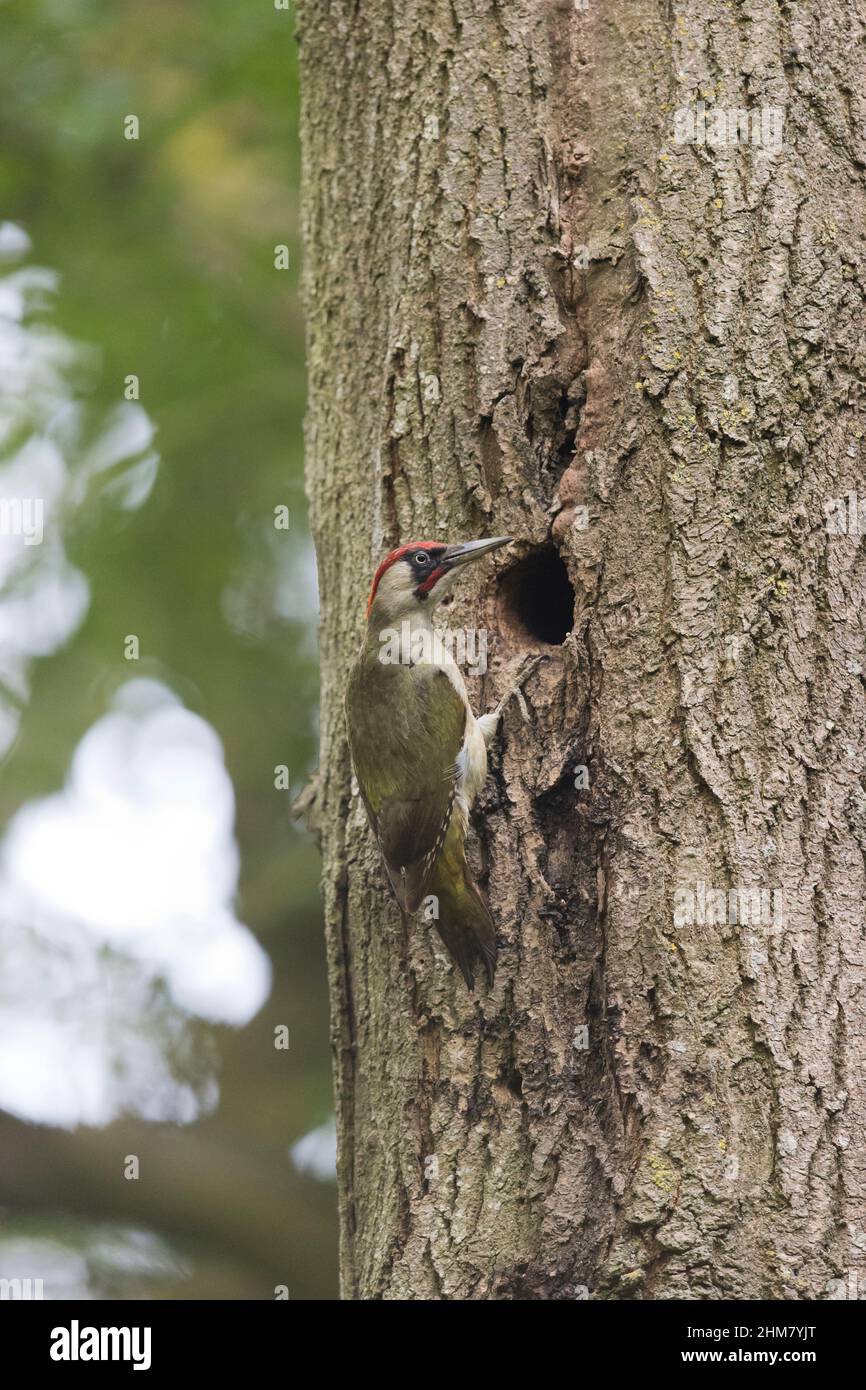 Green Woodpecker (Picus viridis) adult male perched at nest hole, Suffolk, England, June Stock Photo
