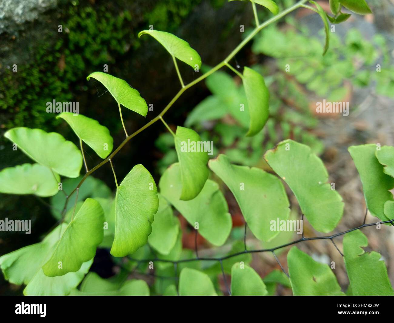 Adiantum raddianum (also called suplir kelor, Delta maidenhair fern) with a natural background. The genus name Adiantum comes from word 'adiantos' Stock Photo