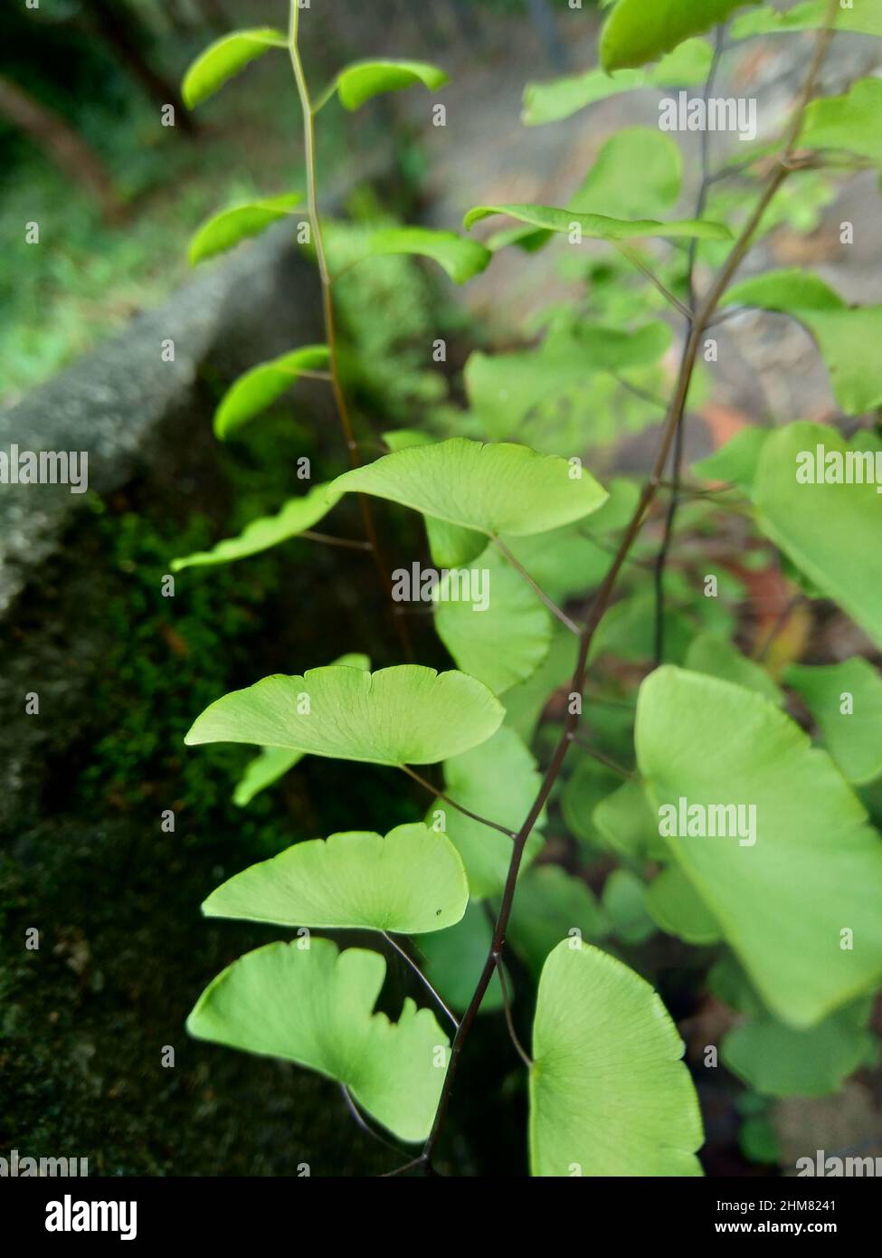 Adiantum raddianum (also called suplir kelor, Delta maidenhair fern) with a natural background. The genus name Adiantum comes from word 'adiantos' Stock Photo